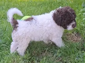Lagotto romagnolo