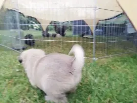 Kangal