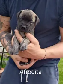Štěňátka bullmastifa k prodeji s PP