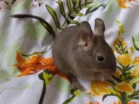 Osmák degu - otec se synem z CHS