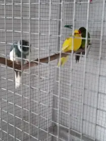 Kakariki