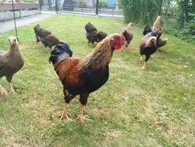 Prodám kohouty wyandotky zdrobnělé