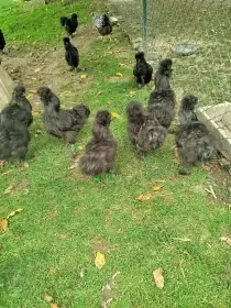 Hedvabnička velká černá,vousatá,kohouti