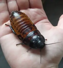 Šváb madagaskarský