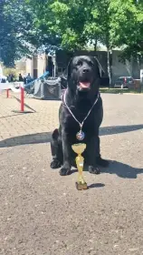 Labradorský retriever a magic friend of frotaris - krytí