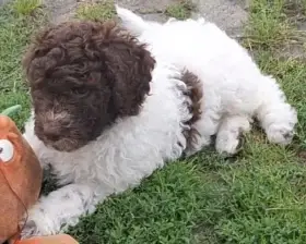 Lagotto romagnolo - pejsek