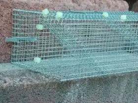 Past na myši - předek