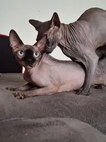Koťata typu kanadský sphynx