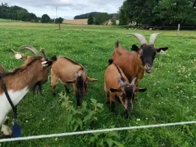 Holandský zakrslý kozlík