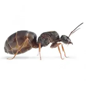 Mravenec obecný (Lasius niger)