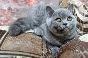 Britská koťata s PP