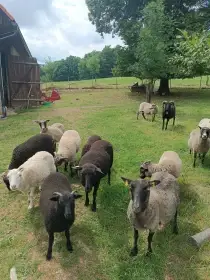 Letošní beránci Shetlandky