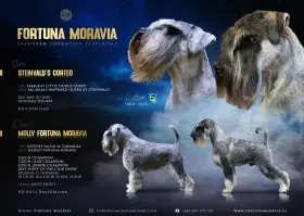 Knírač střední pepř a sůl