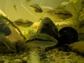 Cichlasoma salvini