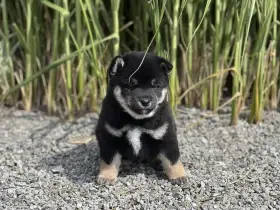 Štěňátka Shiba Inu s PP