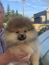 POmeranian