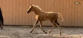 Prodám českého sportovního pony B