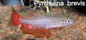 Pyrrhulina brevis