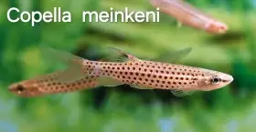 Copella meinkeri