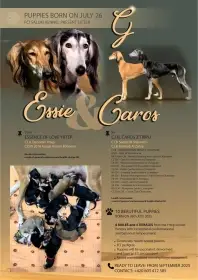 Saluki