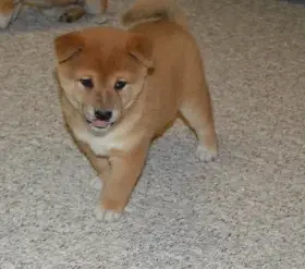 Hravá štěňata shiba inu pro dobrou rodinu