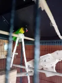 Daruji 2 Agapornisy