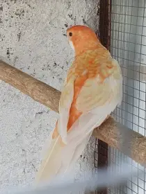 Albinooranž