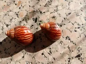 Lissachatina Immaculata