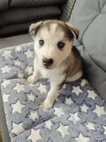 Štěňata sibiřské husky