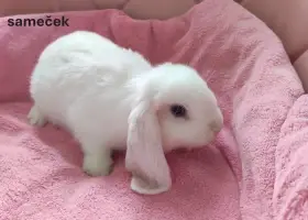 Zakrslý králík