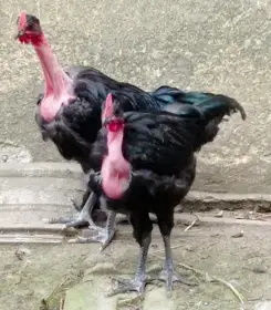 Holokrčka velká černá kohout