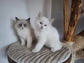 Ragdoll kocourci bez pp