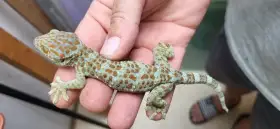 0.3 gekon obrovský gekko gecko