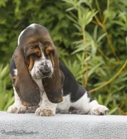Basset Hound