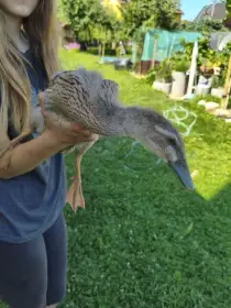 Indický běžec přírodní