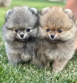Pomeranian s PP