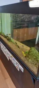 Akvarium