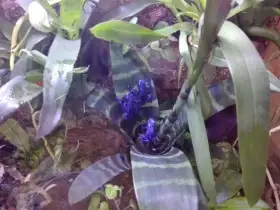 Dendrobates Tinctorius Azureus
