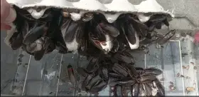 Blaptica dubia - zaběhnutý chov