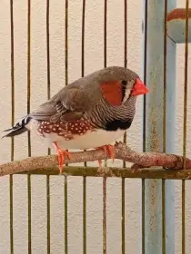 Zebřička pestrá-přírodní