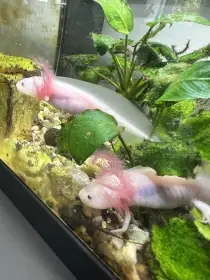 Axolotl