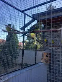 Papoušek horský možný štěpák na lutino