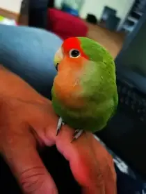 Agapornis růžohrdlý ručně dokrmený koupím