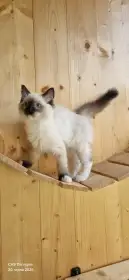 Kocourek Ragdoll s PP k odberu