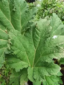 Gunnera manicata sazenice