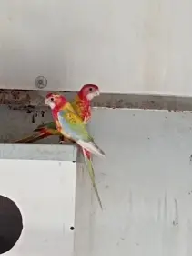 Rosela pestrá gold gold