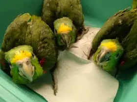 Amazoňan žlutohlavý panamský