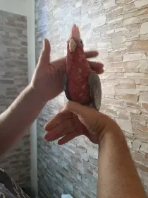 Ručně dokrmená mláďata kakadu růžový