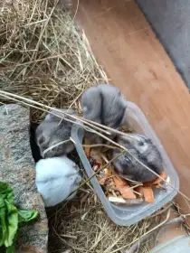 Křečci – zdraví, vitální, mazliví – cena 80 Kč