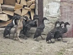 Indický běžec
